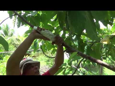 Video: Wanneer een avocadoboom enten?