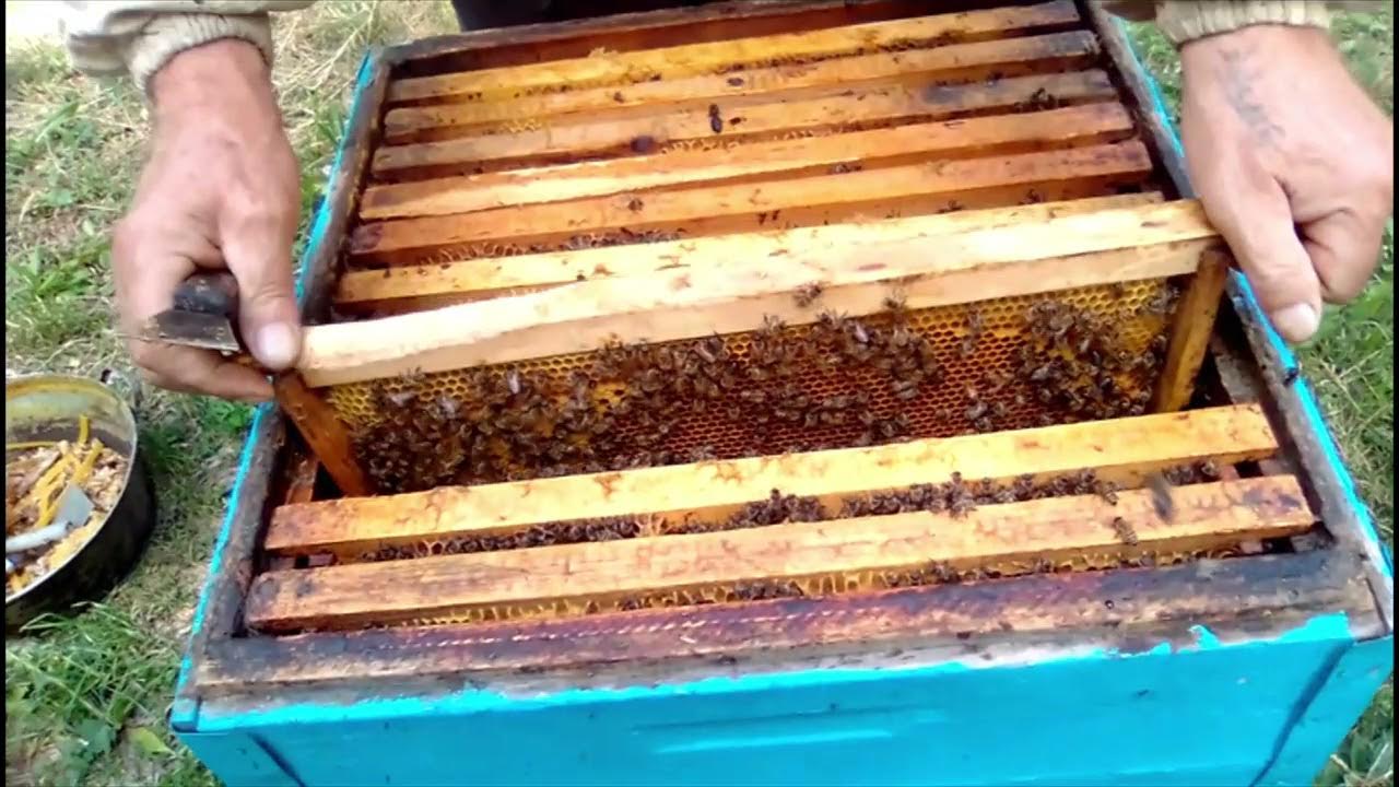 Пасека ульи ппу. 130 кг меда с улья. Пасека с лежаками. Пасека сколько меда с одного улья. Пасека на медосборе.