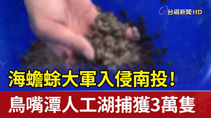 海蟾蜍大军入侵南投！ 鸟嘴潭人工湖捕获3万只 - 天天要闻