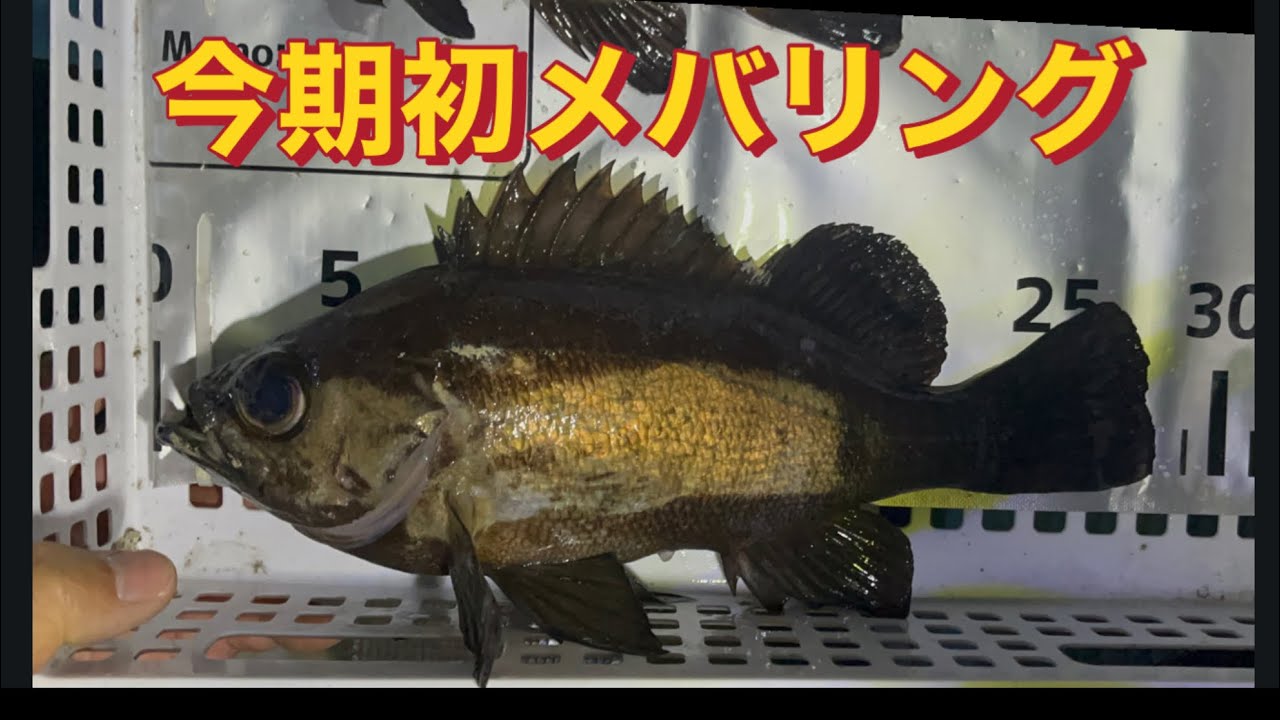 【メバリング】今期初メバルEP.241#メバル釣り #メバル#メバリング#船釣り 