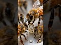 How Bee Larvae Secretly Steer the Hive