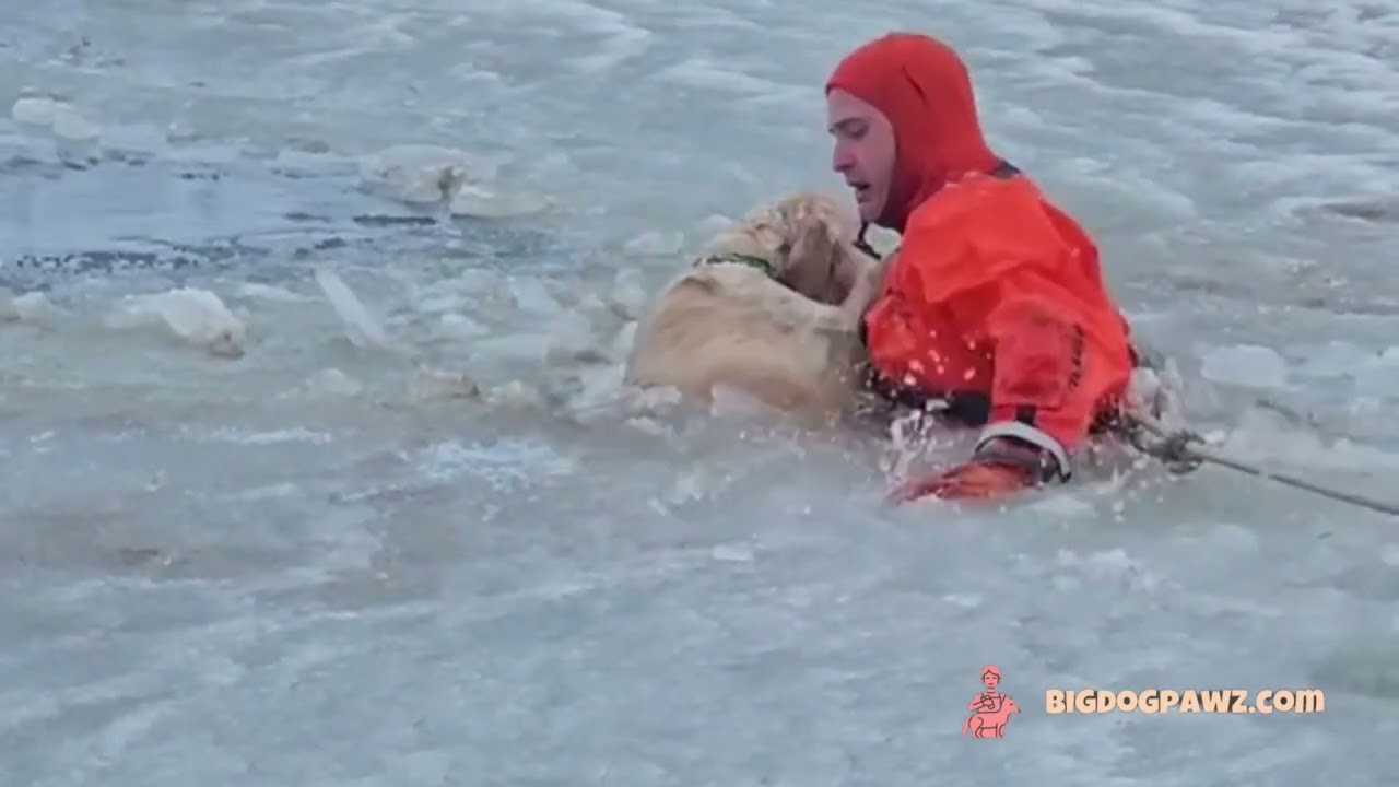 Amazing Dog Rescue From Lake.  