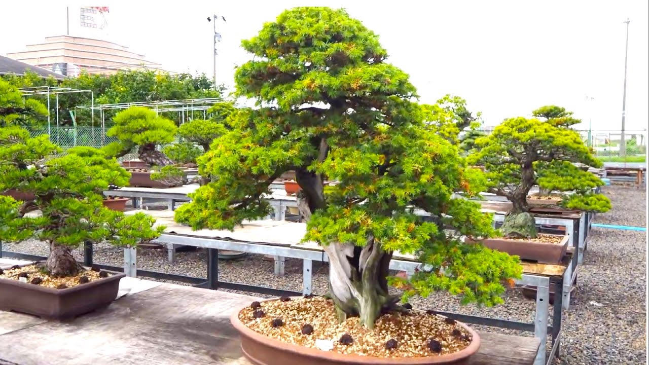 Many Nice Bonsai - YouTube
