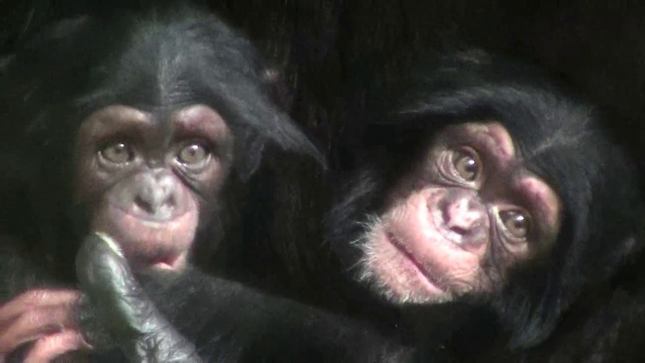 東山チンパンジー 双子の赤ちゃん 34  Chimpanzee twin baby