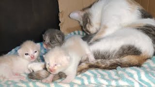 Kittens start to open their eyes on day 8  Smoll Kitten Video  Newborn kitten journey  Cute cat