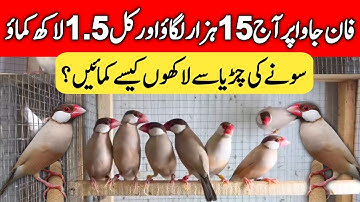 Fawn Java Business Plan 2025 | Java Finch business Tips | Mini Zoo