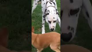 free dogs #freedogs #pets #dogs