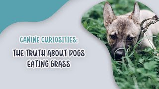 Curiosities: The Truth About Dogs Eating Grass by Ask Dr. Sammy 36 views 8 months ago 2 minutes, 32 seconds