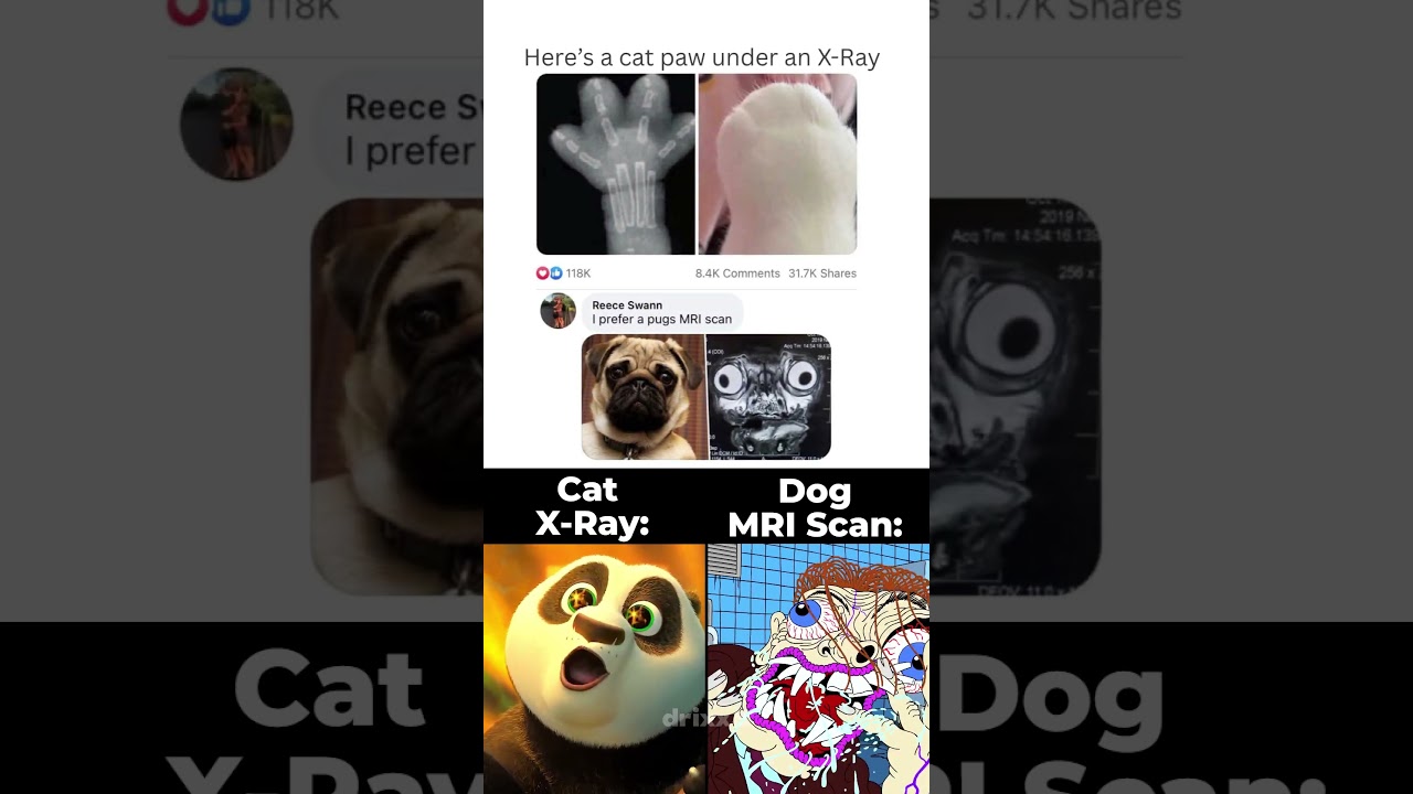 Cat X-ray vs Dog MRI 🩻