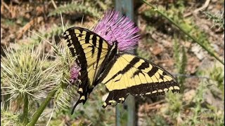 Butterflies, Flowers, Birds and a Beautiful Stream in the Spring Mountains, Nevada