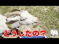 ヤギもむせるんです（笑）慌てて飲みすぎて急にむせ始めた白ヤギのおかゆが可愛すぎる 2026年5月7日 #ヤギ