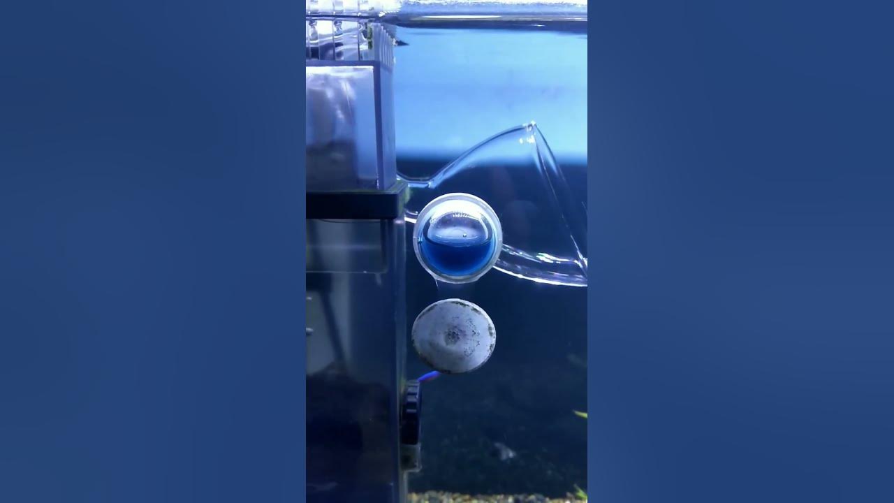 Tanda Co2 Terlarut Dalam Air Aquascape Menggunakan Indikator Co2 Kit#shorts #short #aquariumhobby