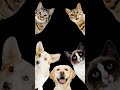 karke dekho 😱#shortvideo#dogs#magic#real#fact