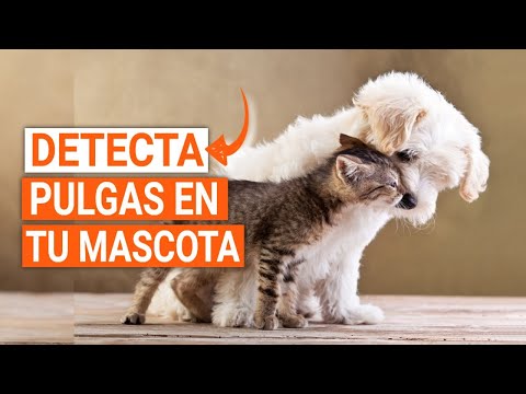 Video: ¿Morderá una pulga de gato?