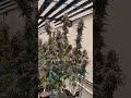 Mature plants in the R&D room at Cookies One Log 💪🏽