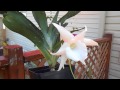 Angraecum lemforde white beauty 6272016 big star x sib