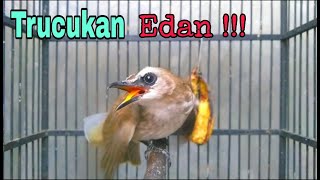 TRUCUK TRUCUKAN istimiwiiir kiwir kiwiir