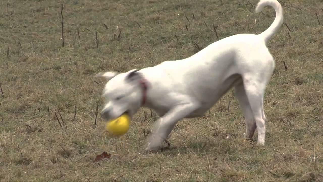 cruelty free kiko Staffy stories - Beau