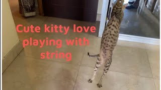 Kitty loves playing with string #catplaying screenshot 5