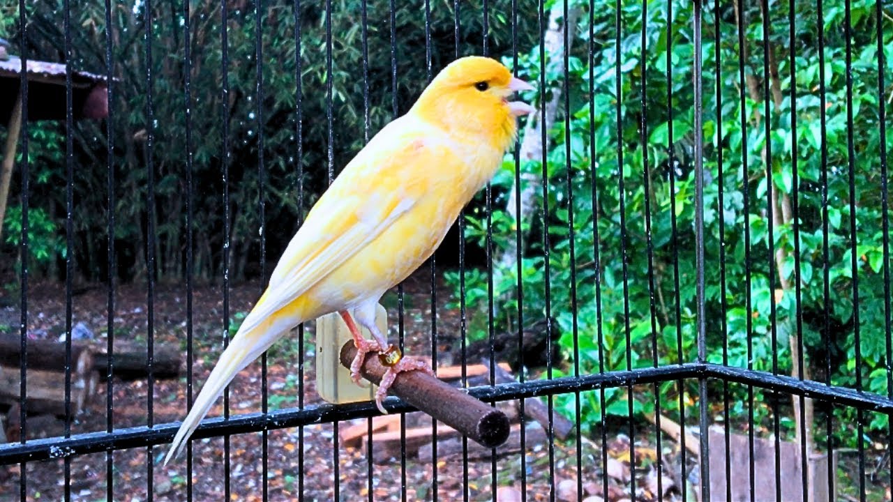 Yellow Canary Seducing Friends to Sing! Very Efficacious