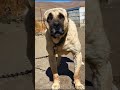 dog wimphering and sounding #kangal #kangalkeşfet #kangalköpekleri #kangalsevdası #viral #shorts
