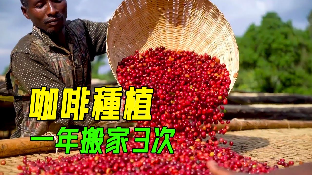 咖啡豆的種植和加工，4年勞作成就一杯濃郁咖啡