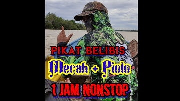 PIKAT BURUNG BELIBIS MERAH DAN PIOLO 1 JAM NONSTOP