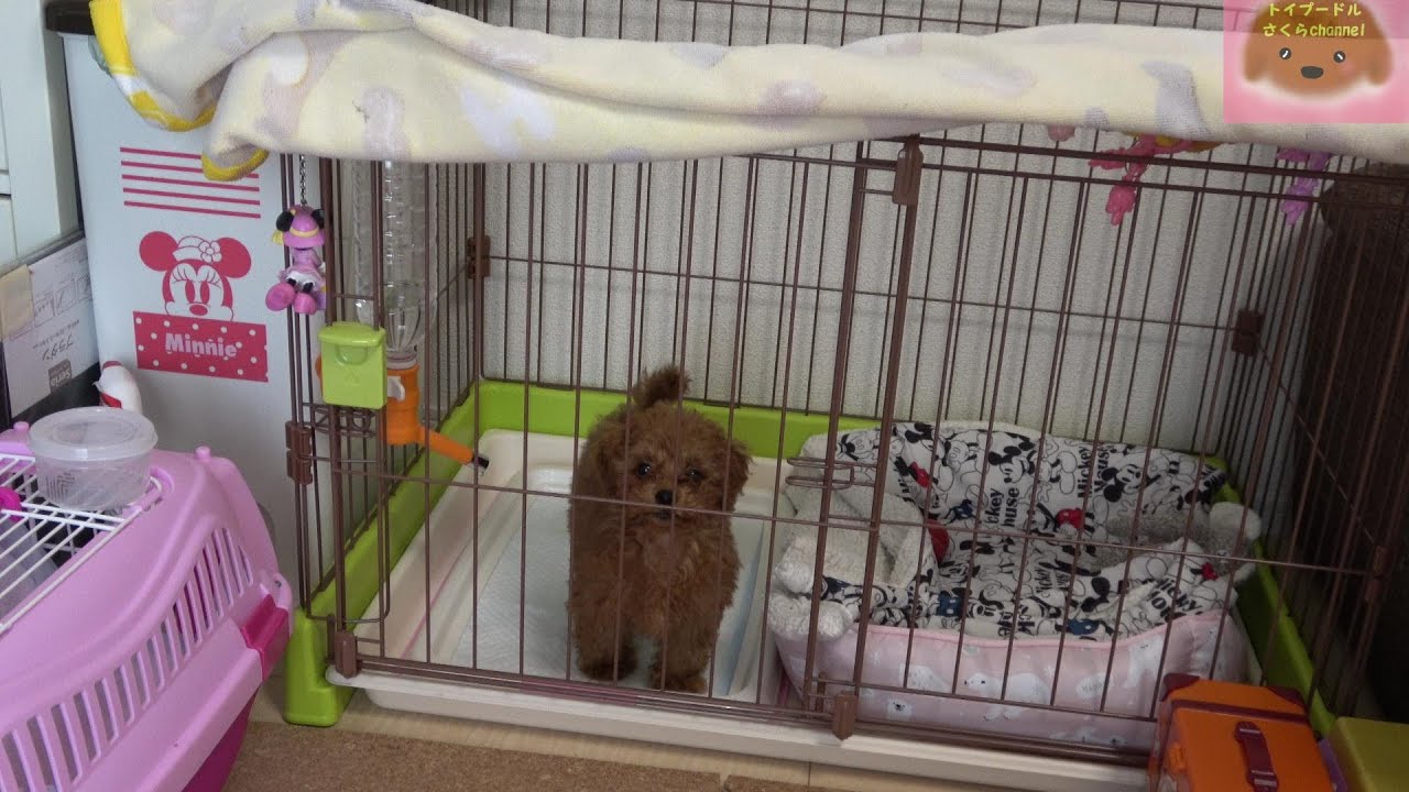 遠吠えがかわいい子犬の初めてのお留守番 さくらの成長日記 トイプードル子犬 Youtube 遠吠えがかわいい子犬の初めてのお留守番 さくらの成長日記 トイプードル子犬 Youtube