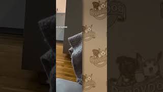 Cute Dog Moments: Unconditional Love & Playtime Fun! #shorts