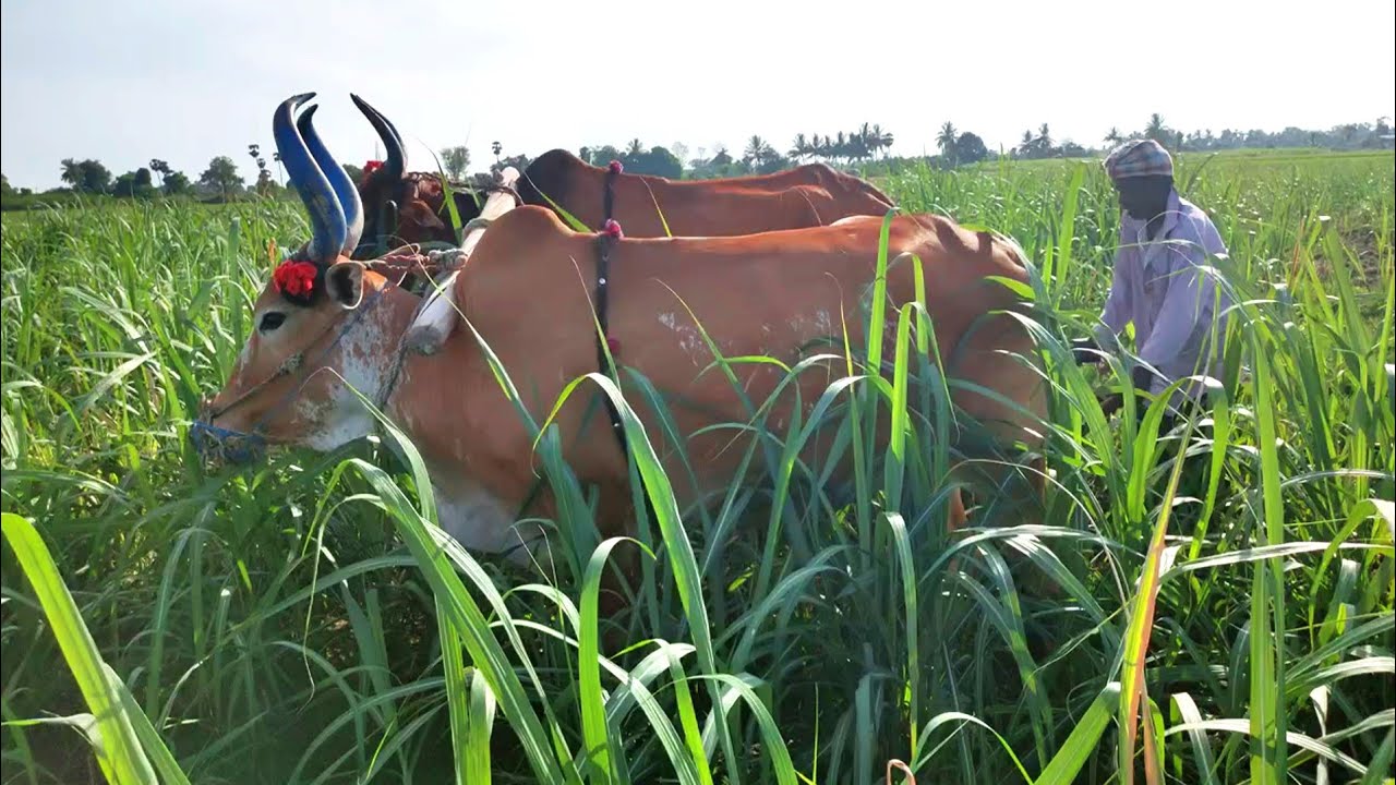 western bull ploughing sugarcane land by farmer | bull ploughing cow ploughing bullock ploughing