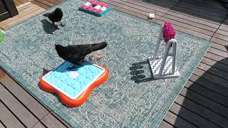Crow fixates on challenging slider puzzle screenshot 5