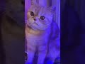 👆🏻Santai👆🏻 🐈video kucing🐈⬛ #kucing #pusa #قطة #iring#cat