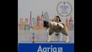 Best American Akita puppy at EUROPEAN DOG SHOW 2022 în Paris