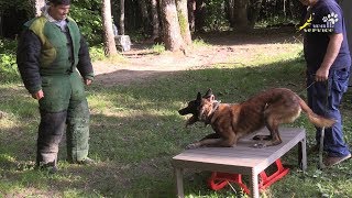 Малинуа Фокс, охрана вещи, стол и кость, эксперимент Малинуа Фокс, охрана вещи, стол и кость, эксперимент