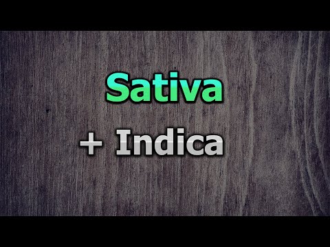 Video: Sativa Vs. Indica Vs. Hybrid: Diagramm, Unterschiedliche Anwendung, Nebenwirkungen, Mehr