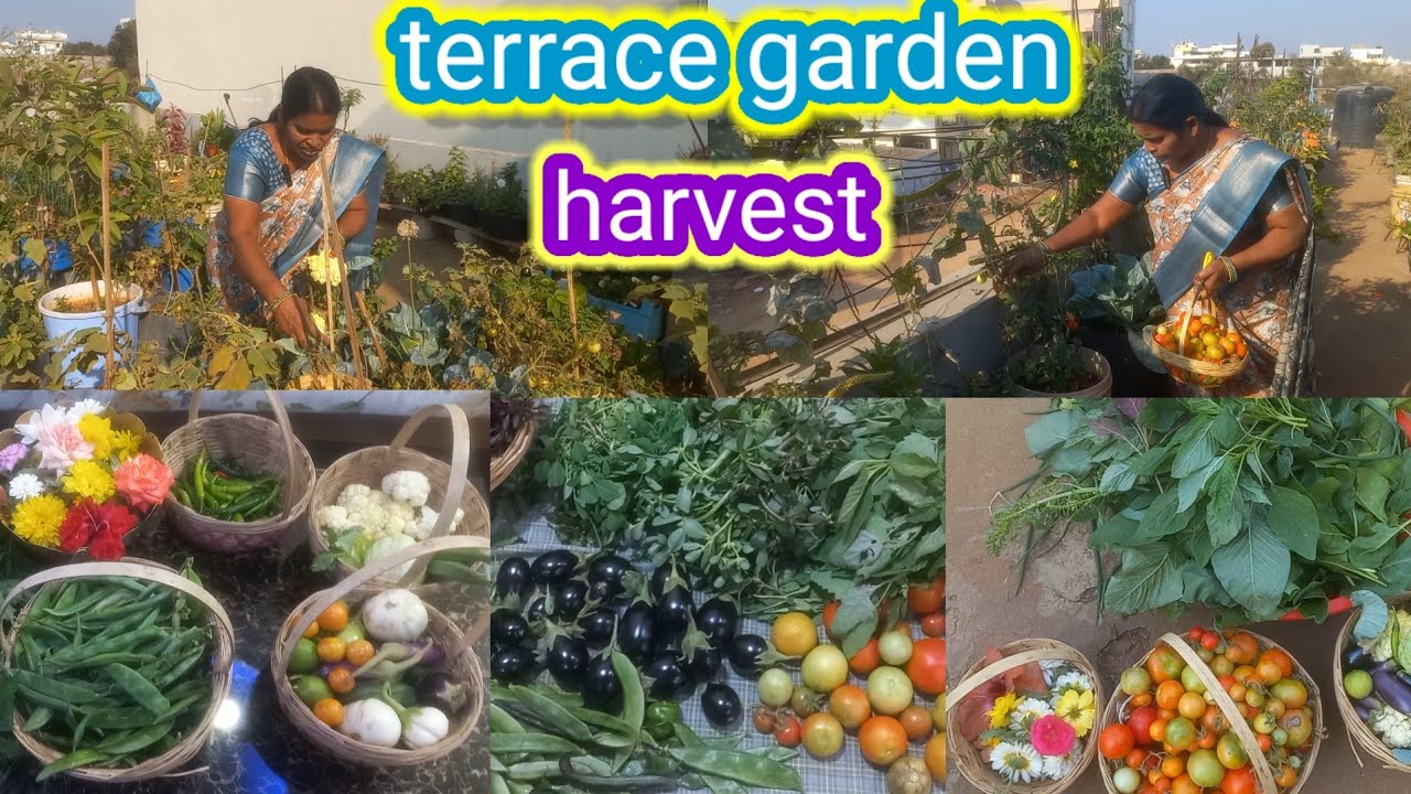 మిద్దె తోటలో టమాటా మిర్చి వంగ చిక్కుడు కాకర క్యాబేజీ కాలీఫ్లవర్  ఆకుకూరలు హార్వెస్ట్ # harvest 
