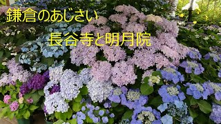 鎌倉のあじさい　長谷寺と明月院