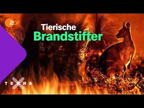 Video: So Legen Sie Feuer