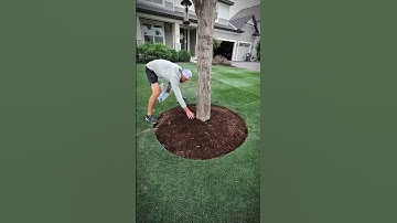 Transform your Tree Rings 🌳 #landscape #landscaping #tree #diy #projects #before #after
