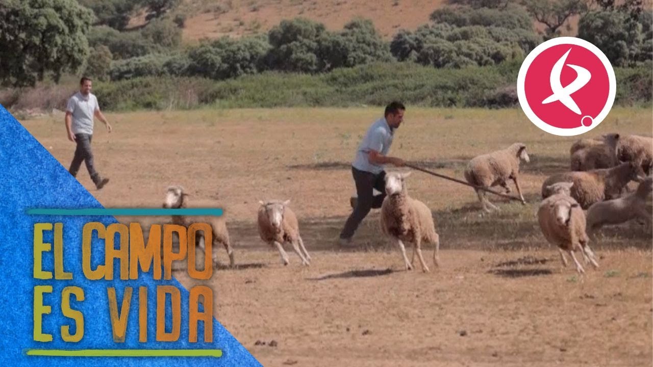 Chabeli pone a prueba a los Mellis gancheando ovejas | El campo es vida