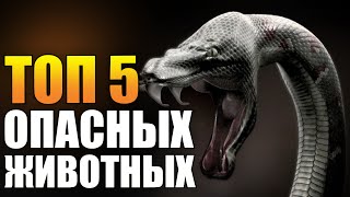 Топ 5 опасных животных Топ 5 опасных животных