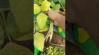 Fresh long beans cowpea harvest from Terrace Garden shorts  short