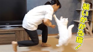 妹の触角が気になりすぎて何度も襲いかかってくる猫！