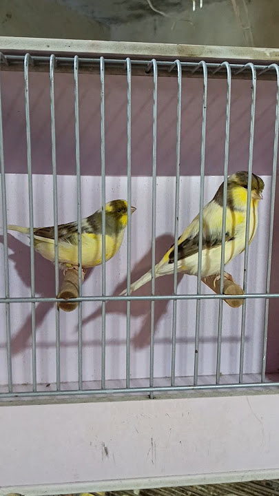 Beautiful 😍✨❤ Canary #kenari3in1 #canary #kenarijambul