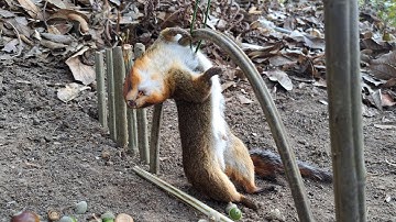 Green Wild Life: Create amazing squirrel traps