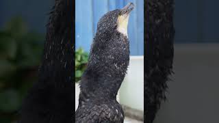 How Do Cormorants Eat Fish Bigger Than Their Own Heads?