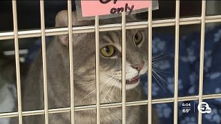 'Bark in the Park' returns to Akron's Lock 3 Park