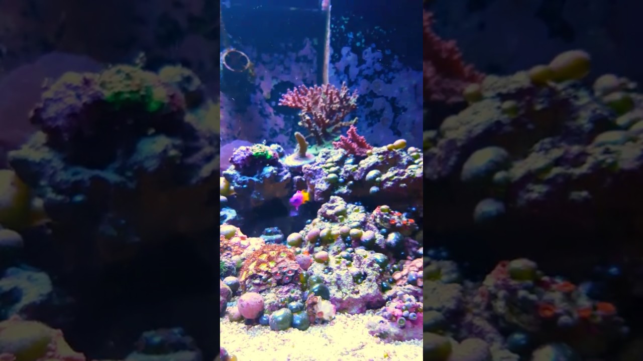 camera iphone 8 plus apk Pre-Algae Death in the Shallows Video