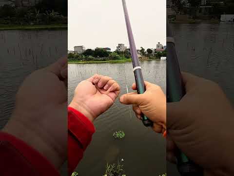 Đầm sen bỏ hoang - T2 #caođàitổng #fishing #caucathugian