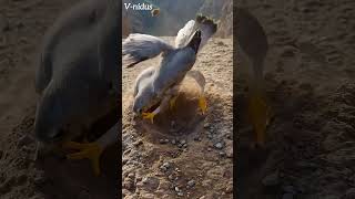 Falcons Build a Nest on a Cliff?! | Minimalist Scrape Timelapse